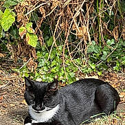 Pixie is registered to the contest to win money with this photo: animal, black_and_white, calm, cat, closeup, dappled_light, feline, grass, ground, leaves, mammal, nature, outdoor, pet, quiet, relaxed, resting, sleeping, sunlight, wildlife