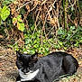 Pixie is registered to the contest to win money with this photo: cat, black_and_white, outdoor, grass, leaves, sunlight, animal, pet, nature, sleeping, relaxed, feline, wildlife, closeup, mammal, resting, ground, dappled_light, quiet, calm