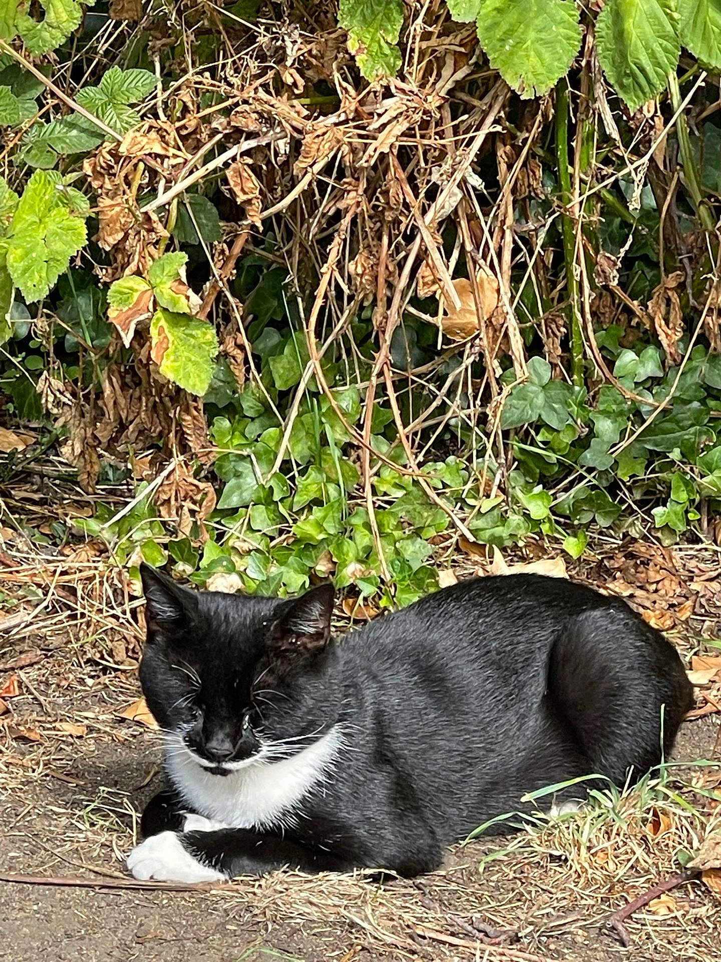 Pixie is registered to the contest to win money with this photo: cat, black_and_white, outdoor, grass, leaves, sunlight, animal, pet, nature, sleeping, relaxed, feline, wildlife, closeup, mammal, resting, ground, dappled_light, quiet, calm