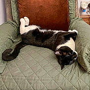 Pixie joined the competition — help win amazing prizes! animal, armchair, black_and_white, cat, cozy, cushion, cute, feline, fur, home, indoor, paw, pet, quilted, relaxed, resting, sleeping, tail, upside_down, whiskers