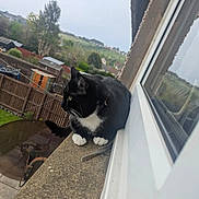 Pixie is registered to the contest to win money with this photo: cat, black_and_white_cat, window_ledge, outdoor, suburban, fence, tree, sky, grass, building, reflection, whiskers, pet, animal, daylight, collar, quiet, nature, looking_away, calm