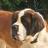 Tessa a rejoint le concours — aidez-le/la à gagner de superbes lots ! animal, canine, closeup, collar, daylight, dog, domestic_animal, ears, friendly, fur, grass, greenery, large_dog, mammal, nature, outdoor, pet, portrait, saint_bernard, snout
