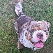 Bogoss participe au concours pour gagner de l'argent avec cette photo : dog, canine, grass, outdoor, pet, tongue_out, happy, fur, ears, tail, collar, animal, muzzle, blue_eyes, close_up, playing, friendly, cute, spotting, nature