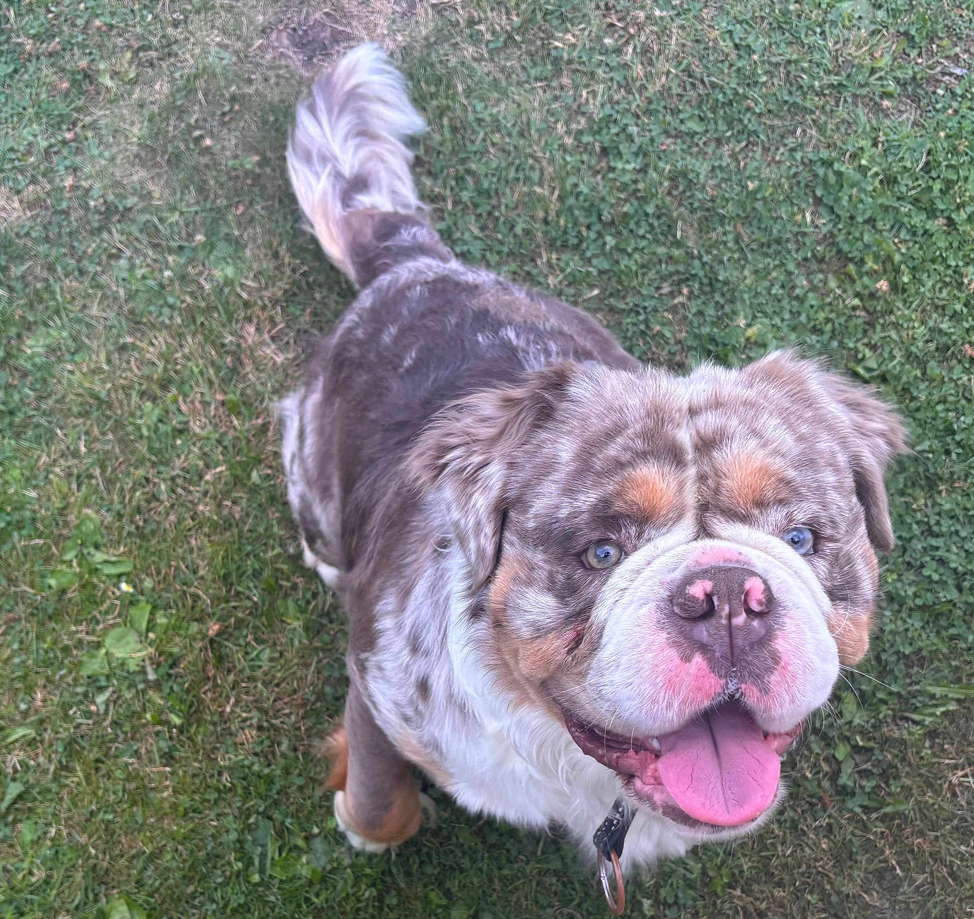 Bogoss participe au concours pour gagner de l'argent avec cette photo : dog, canine, grass, outdoor, pet, tongue_out, happy, fur, ears, tail, collar, animal, muzzle, blue_eyes, close_up, playing, friendly, cute, spotting, nature