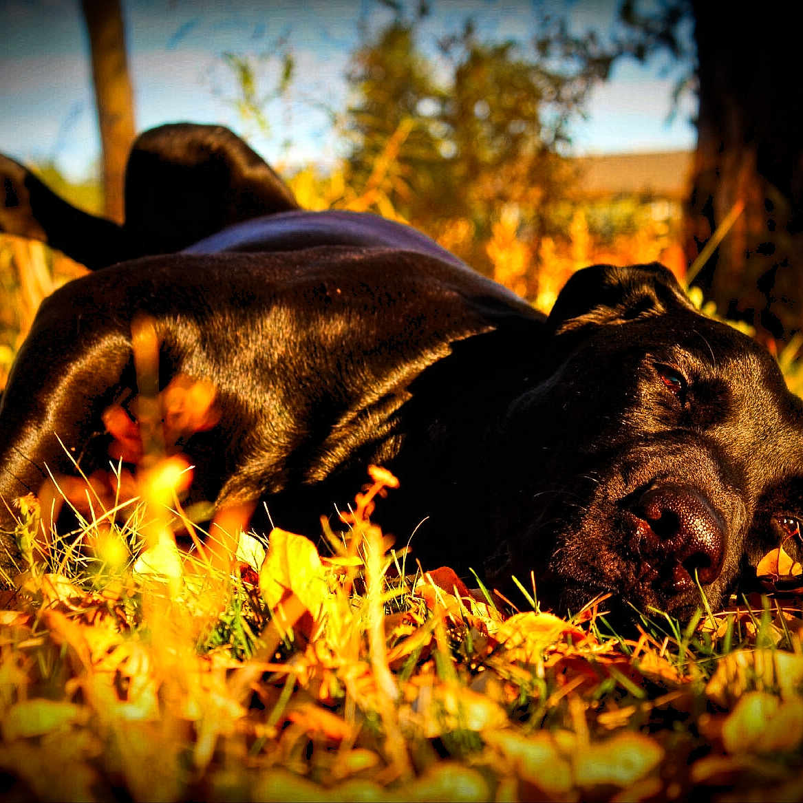 Marshal is registered to the contest to win money with this photo: autumn, canidae, carnivore, dog, dog_breed, grass, great_dane, guard_dog, happy, hunting_dog, labrador_retriever, leaf, pointer, retriever, sky, snout, sporting_group, sunlight