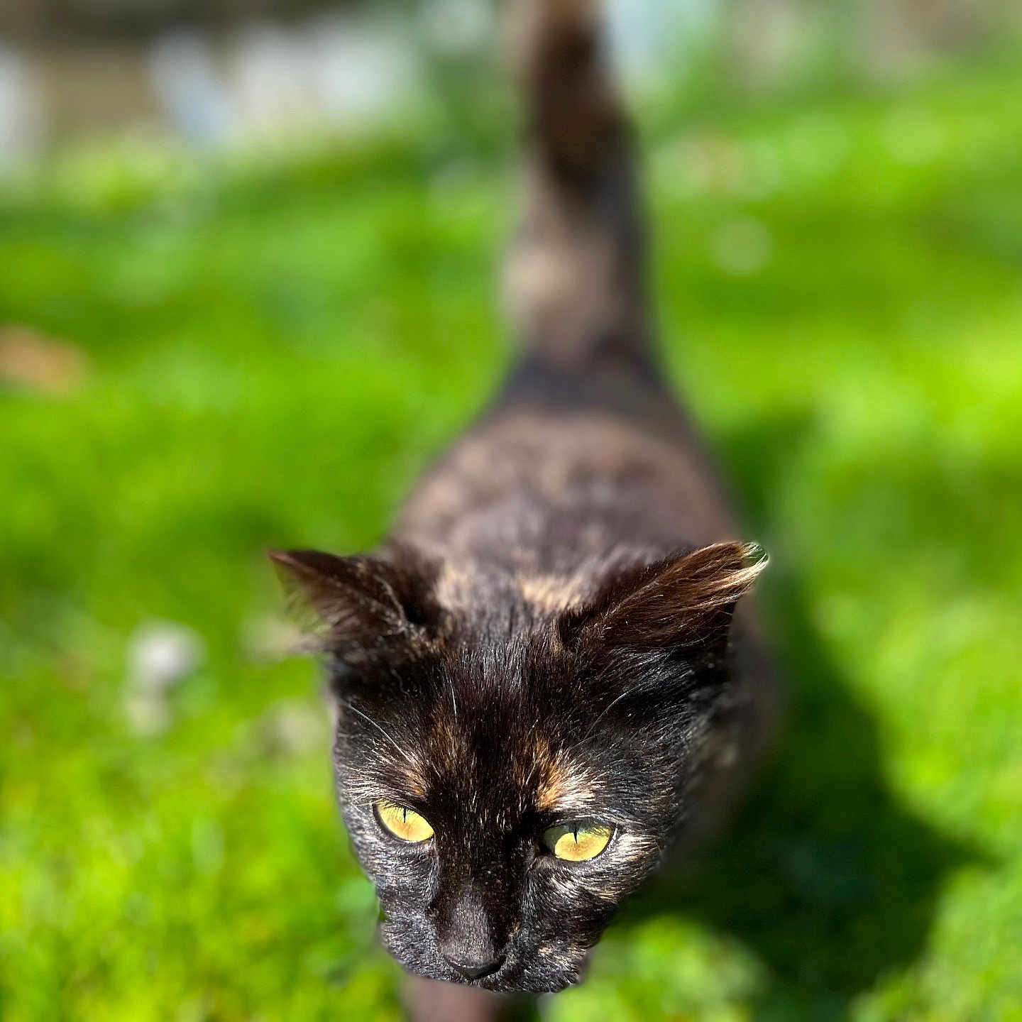 Mia a rejoint le concours — aidez-le/la à gagner de superbes lots ! animal, black_cat, cat, closeup, daylight, eyes, feline, fur, grass, ground, mammal, nature, outdoor, pet, portrait, shadow, sunlight, walking, wildlife, yellow_eyes