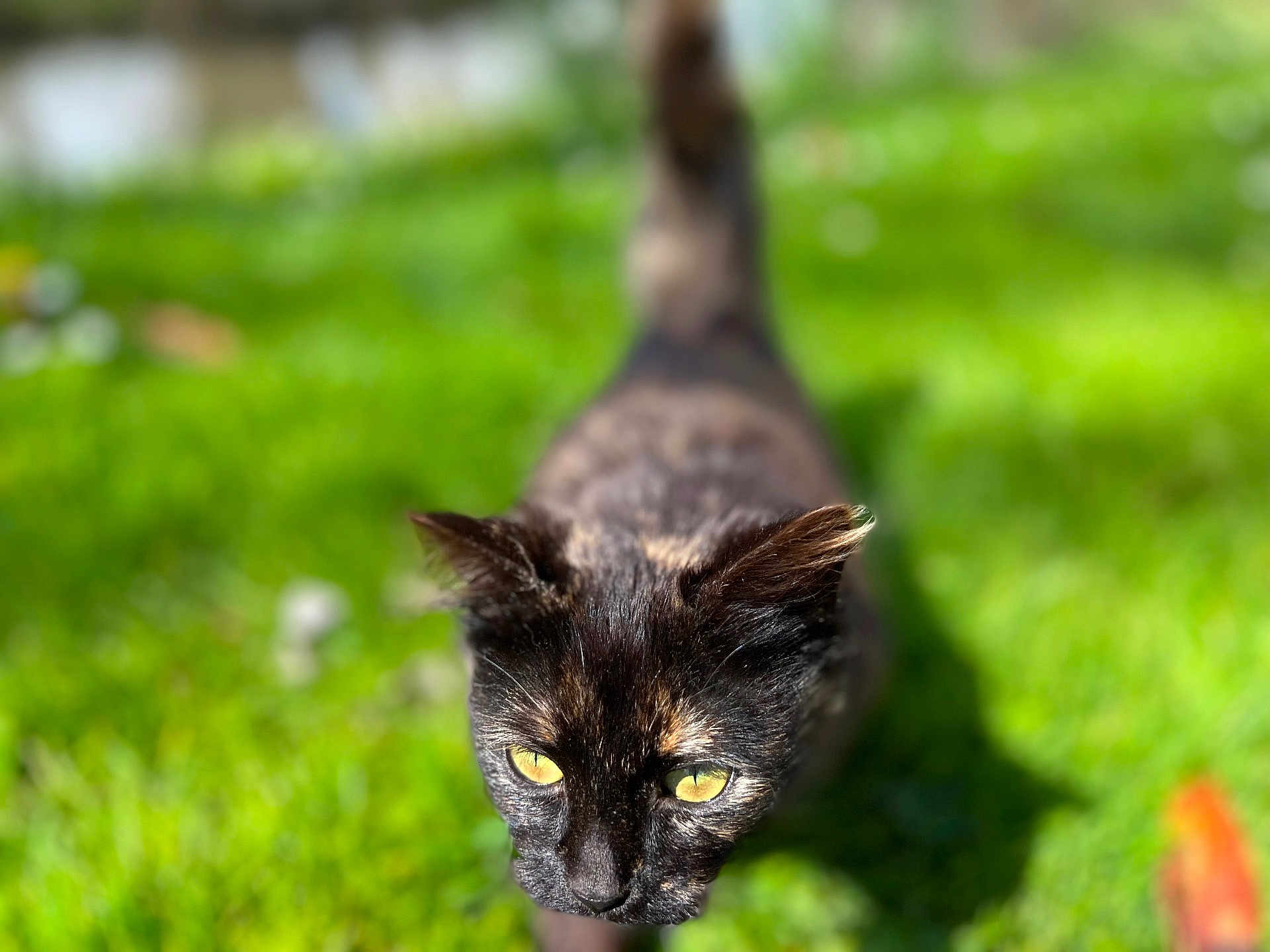 Mia a rejoint le concours — aidez-le/la à gagner de superbes lots ! cat, black_cat, animal, pet, outdoor, grass, sunlight, yellow_eyes, feline, nature, closeup, walking, wildlife, mammal, daylight, portrait, eyes, fur, ground, shadow