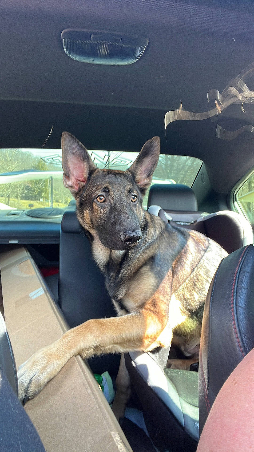 Loki is registered to the contest to win money with this photo: auto_part, canidae, carnivore, collar, companion_dog, dog, dog_breed, guard_dog, non_sporting_group, sitting, sporting_group, windshield, working_animal, working_dog