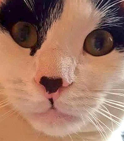 Chaplin a rejoint le concours — aidez-le/la à gagner de superbes lots ! carnivore, cat, close_up, domestic_short_haired_cat, felidae, fur, iris, peach, photography, small_to_medium_sized_cats, snout, tabby_cat, vertebrate, whiskers