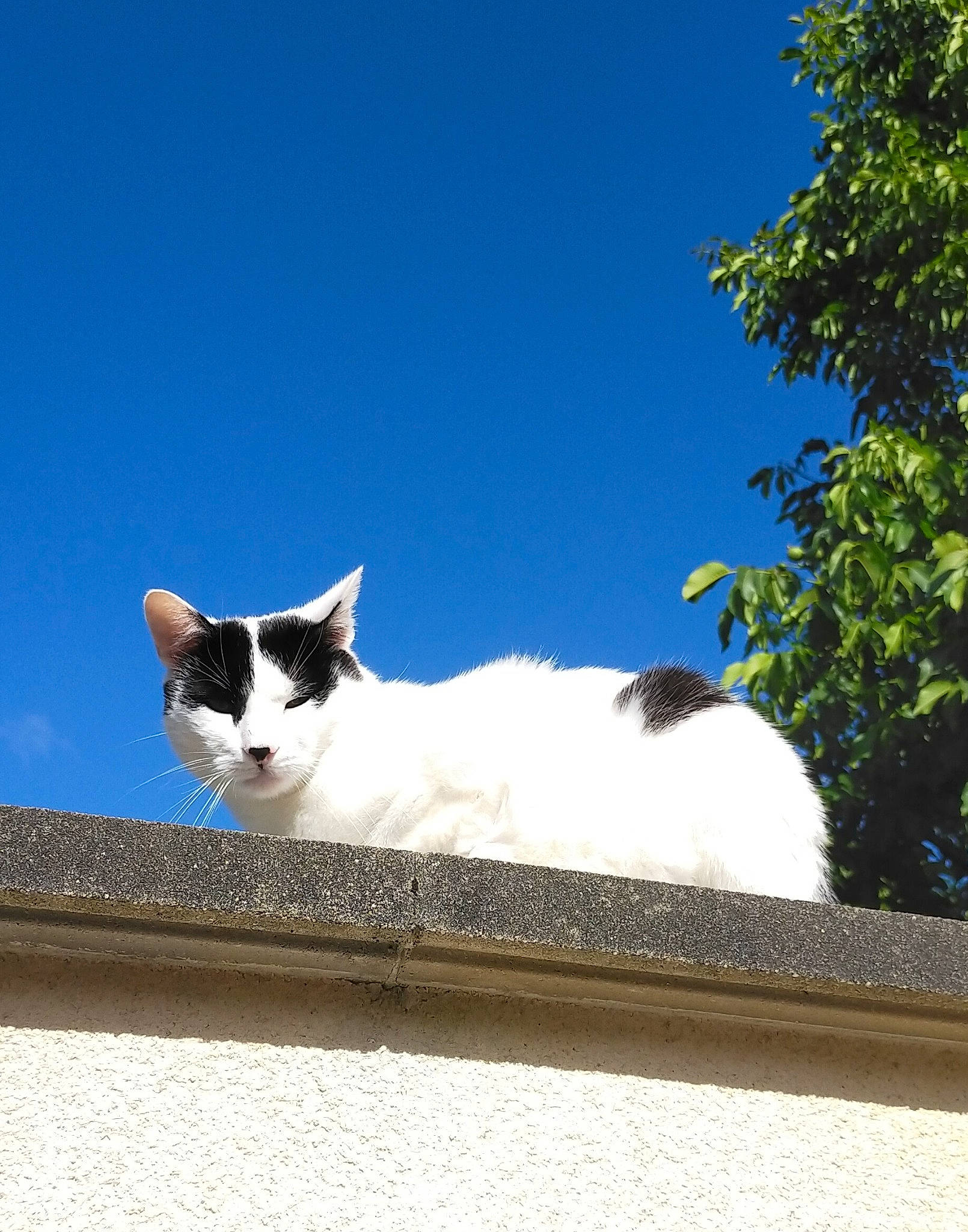 Chaplin participe au concours pour gagner de l'argent avec cette photo : carnivore, cat, daytime, domestic_short_haired_cat, felidae, fur, small_to_medium_sized_cats, snout, tail, whiskers