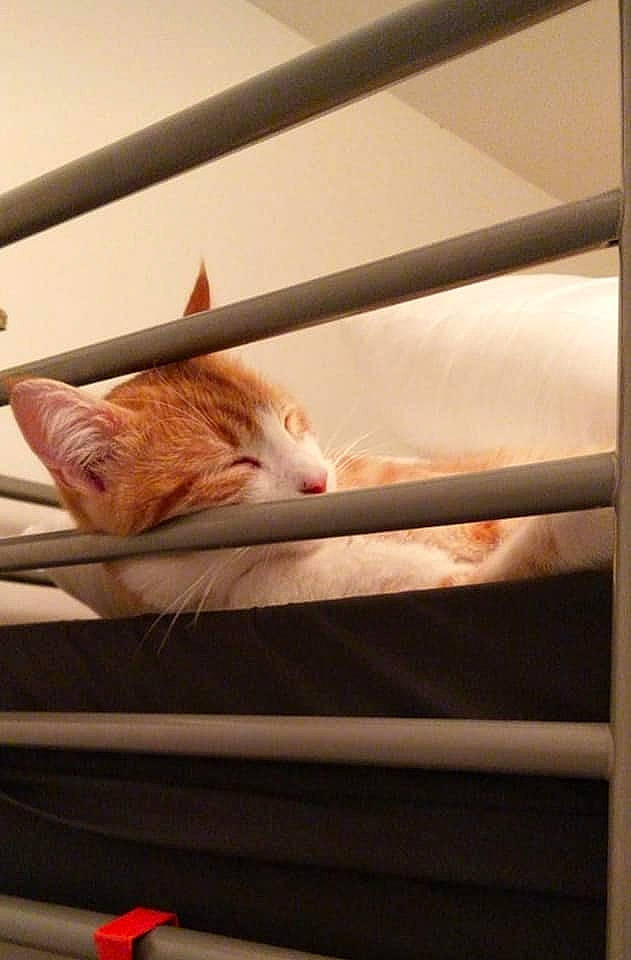 Buster a rejoint le concours — aidez-le/la à gagner de superbes lots ! carnivore, cat, comfort, domestic_short_haired_cat, fawn, felidae, fur, orange, peach, small_to_medium_sized_cats, snout, tail, vertebrate, whiskers