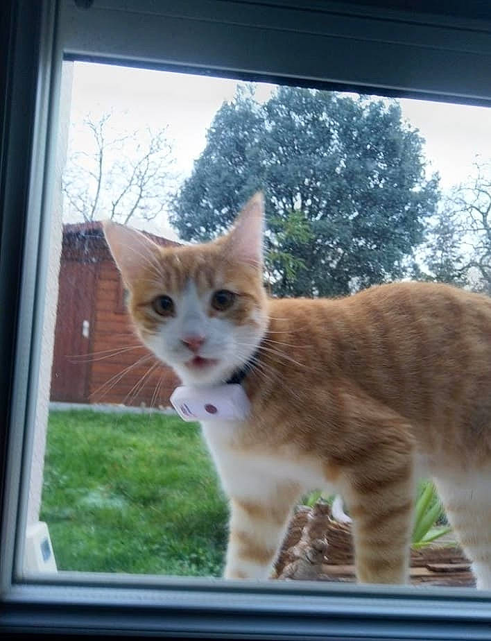 Buster participe au concours pour gagner de l'argent avec cette photo : carnivore, cat, daylighting, domestic_short_haired_cat, felidae, fixture, fur, mammal, sash_window, small_to_medium_sized_cats, snout, tail, terrestrial_animal, vertebrate, whiskers