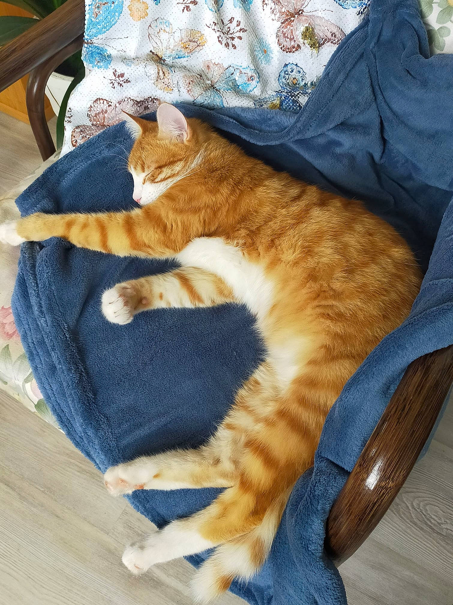 Buster a rejoint le concours — aidez-le/la à gagner de superbes lots ! blanket, carnivore, cat, comfort, felidae, fur, linens, small_to_medium_sized_cats, tail, terrestrial_animal, textile, vertebrate, whiskers