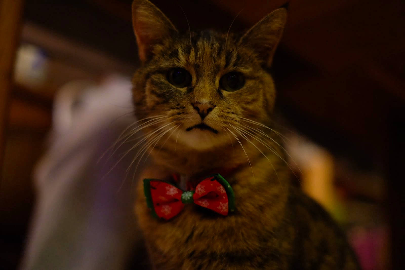 Mounette a rejoint le concours — aidez-le/la à gagner de superbes lots ! carnivore, cat, collar, domestic_short_haired_cat, facial_expression, fang, felidae, fur, iris, jaw, organ, organism, pet_supply, small_to_medium_sized_cats, snout, terrestrial_animal, tongue, tooth, vertebrate, whiskers