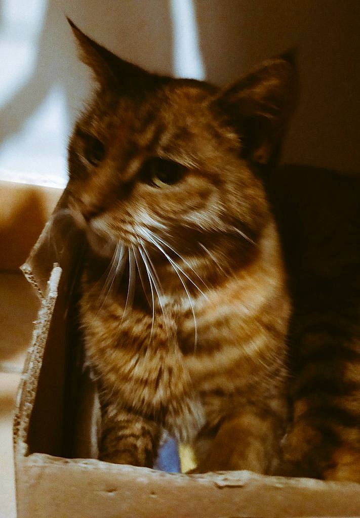 Mounette participe au concours pour gagner de l'argent avec cette photo : beige, brown, carnivore, cat, domestic_short_haired_cat, fawn, felidae, fur, liver, pet_supply, small_to_medium_sized_cats, snout, tabby_cat, tan, terrestrial_animal, vertebrate, whiskers