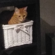 Nems participe au concours pour gagner de l'argent avec cette photo : animal_shelter, carnivoran, cat, cat_like_mammal, domestic_short_haired_cat, european_shorthair, kitten, maine_coon, mammal, small_to_medium_sized_cats, tabby_cat, vertebrate, whiskers, window