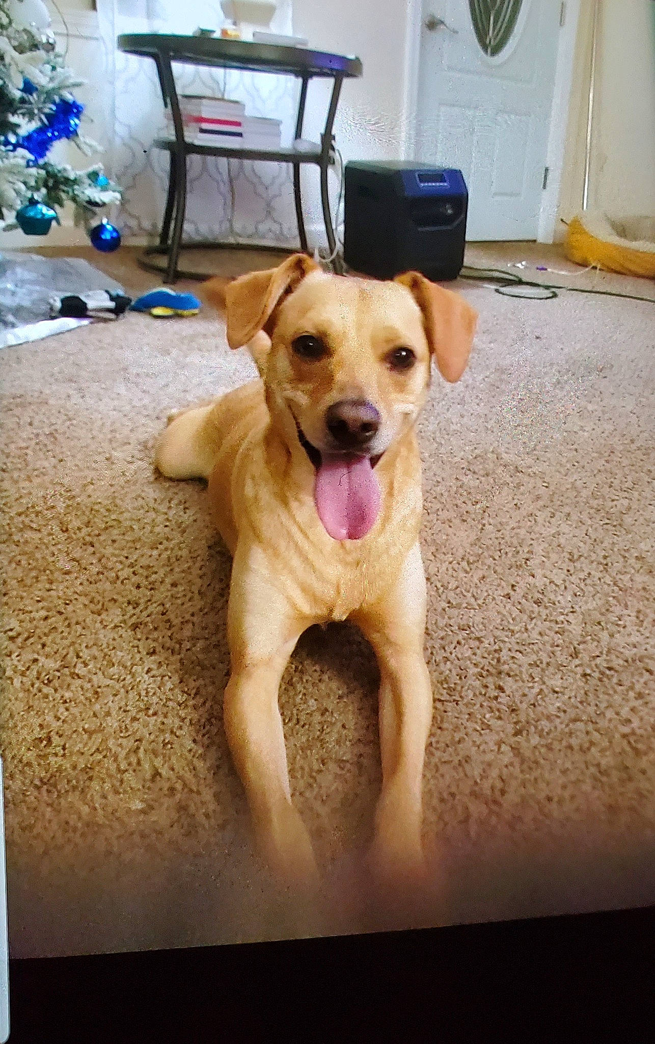 Johnny Bravo is registered to the contest to win money with this photo: canidae, carnivore, companion_dog, dog, dog_breed, dog_supply, door, fawn, floor, flooring, home_accessories, pet_supply, snout, sporting_group, whiskers, working_animal, working_dog