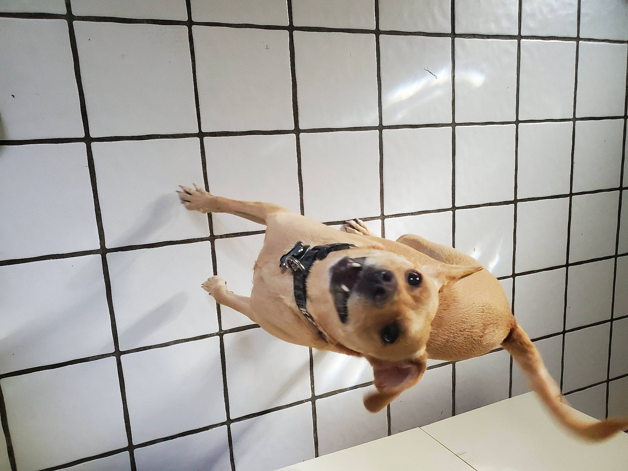 Johnny Bravo joined the competition — help win amazing prizes! animal_shelter, canidae, carnivore, companion_dog, dog, dog_breed, dog_supply, fawn, floor, flooring, mammal, mesh, pet_supply, puppy, snout, sporting_group, terrestrial_animal, tile, tile_flooring, working_animal