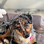 Talia participe au concours pour gagner de l'argent avec cette photo : adorable, animal, background_blur, brown_eyes, closeup, cute, dog, domestic_animal, expression, fur, indoor, lying_down, multicolored_coat, pacifier, pet, playful, portrait, puppy, soft_surface, young_dog