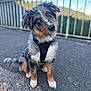 Talia participe au concours pour gagner de l'argent avec cette photo : animal, australian_shepherd, black_harness, blue_sky, blurred_background, closeup, curious_expression, dog, ears, eyes, fur, nature, outdoor, pavement, pet, puppy, railing, sitting, tail, tilted_head