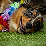 animal, canine, close_up, colorful, cute, dog, expression, face, flower_lei, fur, grass, happy, leisure, lying_down, nature, outdoor, pet, playful, portrait, smiling