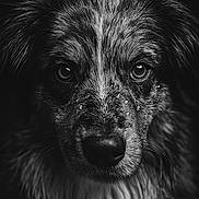 Talia a rejoint le concours — aidez-le/la à gagner de superbes lots ! animal, black_and_white, canine, close_up, detailed, dog, dramatic_lighting, expression, fur, head, intense_eyes, monochrome, muzzle, outdoor, pet, portrait, texture, water_droplets, wet, whiskers