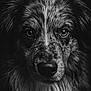 animal, black_and_white, canine, close_up, detailed, dog, dramatic_lighting, expression, fur, head, intense_eyes, monochrome, muzzle, outdoor, pet, portrait, texture, water_droplets, wet, whiskers