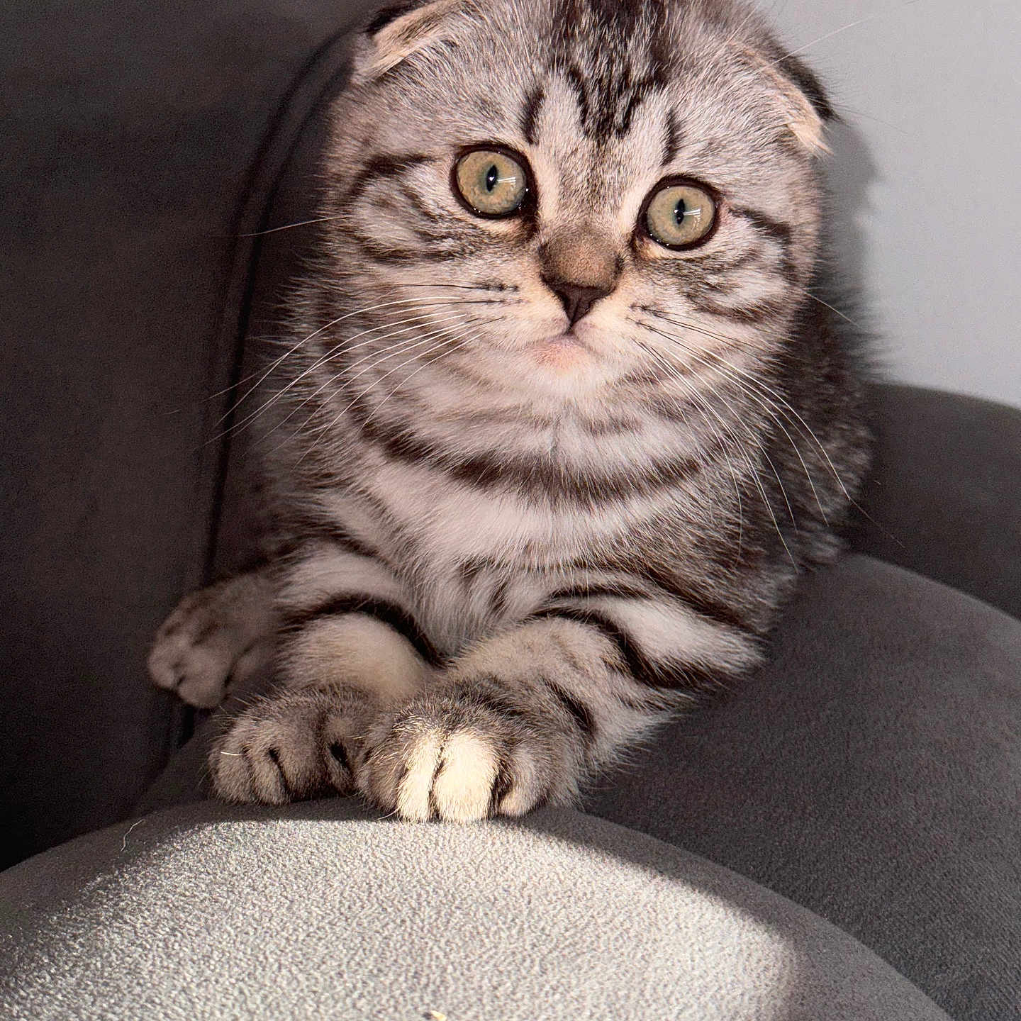 Tokyo a rejoint le concours — aidez-le/la à gagner de superbes lots ! abyssinian, animal, armchair, blanket, cat, chair, claw, couch, cushion, egyptiancat, electronics, furniture, hardware, homedecor, hook, kitten, manx, person, pet, sleeping