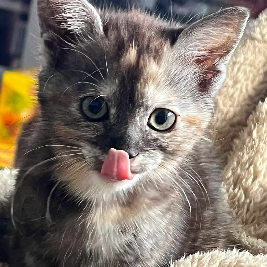 Bouille participe au concours pour gagner de l'argent avec cette photo : adorable, animal, blanket, cat, close_up, cozy, cute, domestic_cat, ears, eyes, feline, fluffy, fur, indoor, kitten, pet, soft_texture, tongue_out, whiskers, young