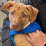 dog, puppy, brown_puppy, blue_jacket, hand, person_holding, jacket, paw, nose, eyes, ears, bench, metal_backrest, close_up, portrait, indoors, pet, cuddle, expression, winter_clothing