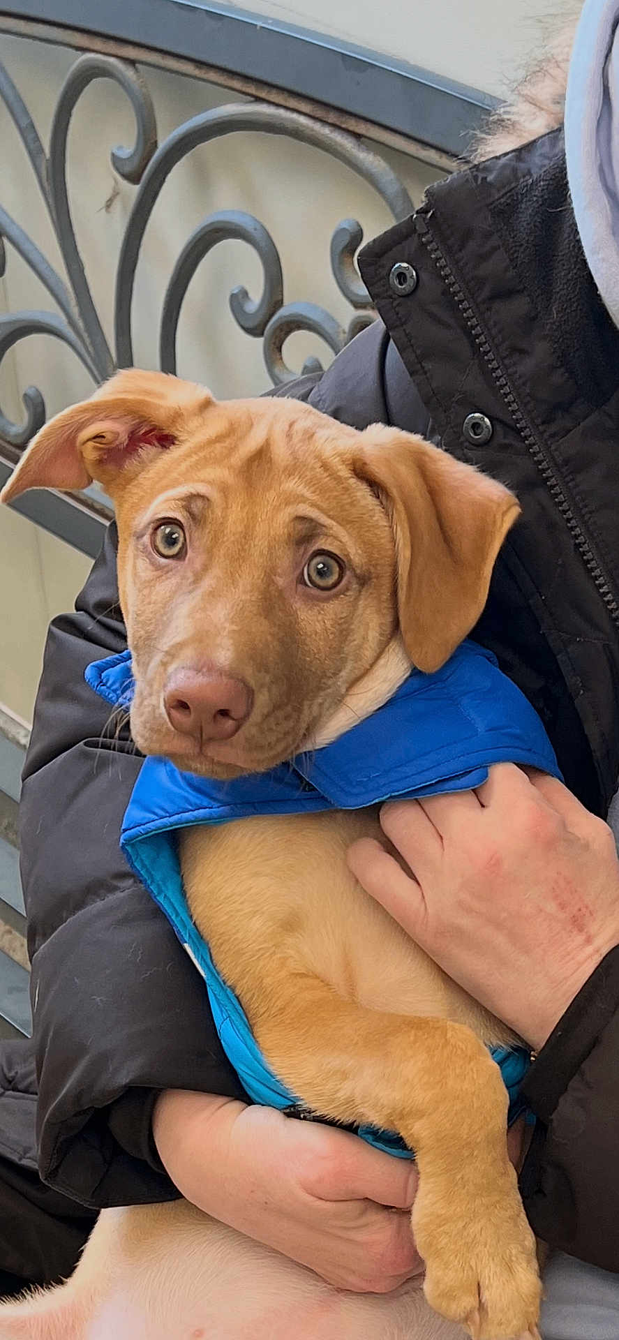 Cooper joined the competition — help win amazing prizes! dog, puppy, brown_puppy, blue_jacket, hand, person_holding, jacket, paw, nose, eyes, ears, bench, metal_backrest, close_up, portrait, indoors, pet, cuddle, expression, winter_clothing
