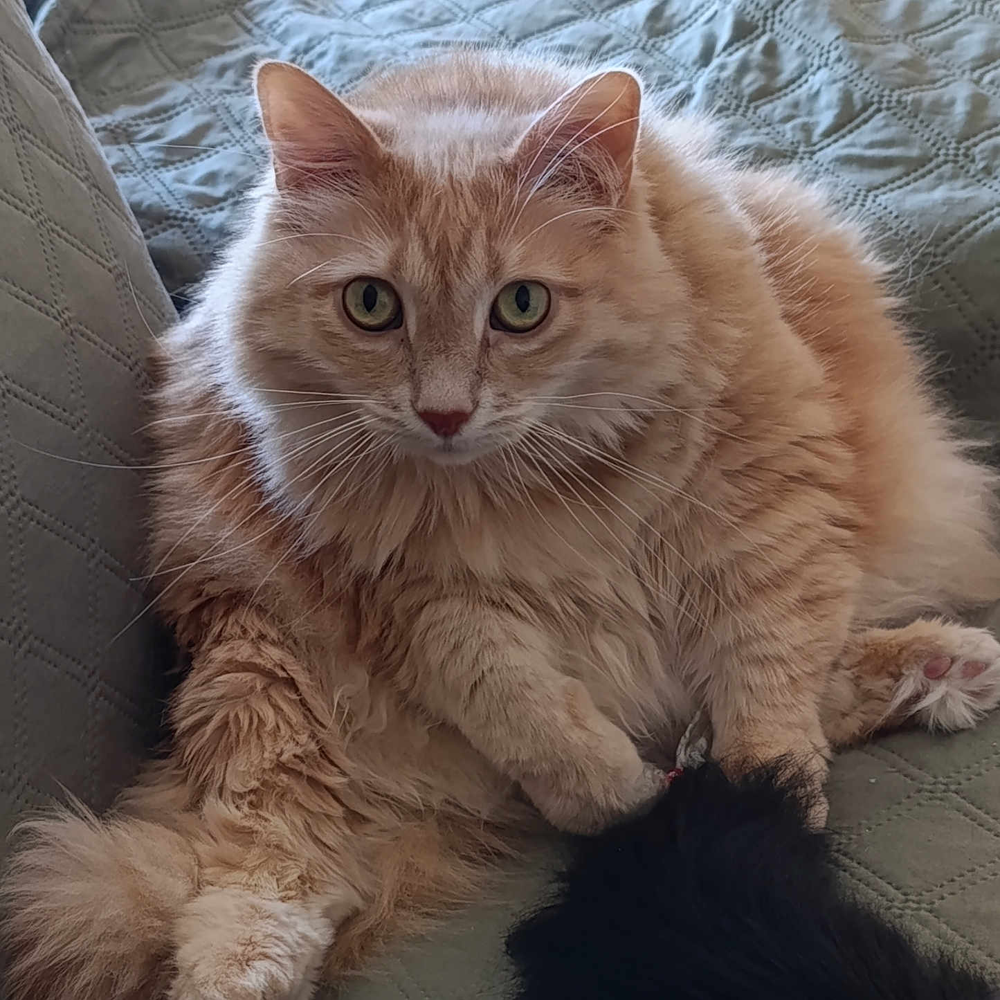 Loki