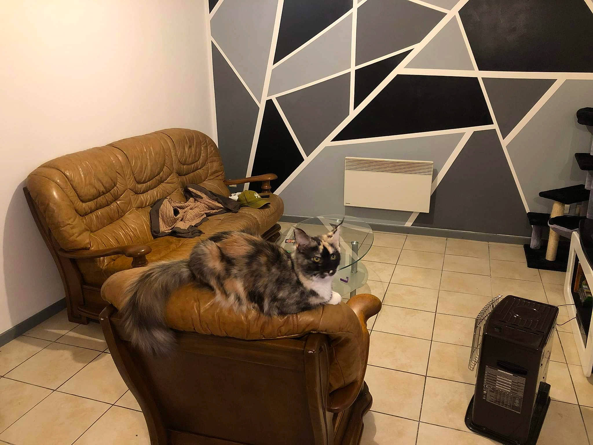 Sweety De Glencoé participe au concours pour gagner de l'argent avec cette photo : art, automotive_design, carnivore, cat, comfort, companion_dog, couch, fawn, felidae, flooring, fur, hardwood, interior_design, living_room, room, small_to_medium_sized_cats, triangle, visual_arts, whiskers, wood