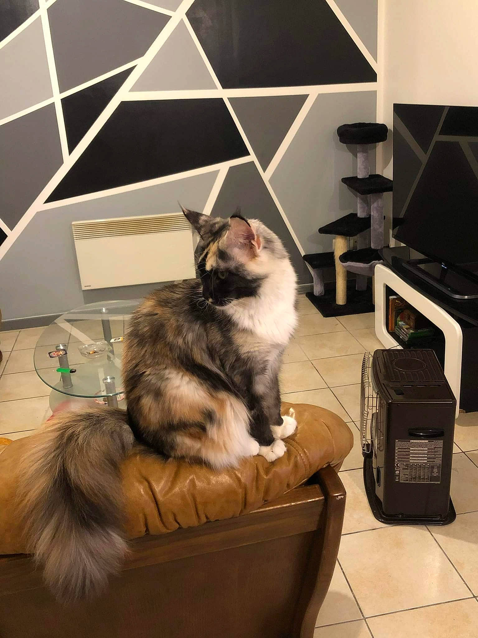 Sweety De Glencoé a rejoint le concours — aidez-le/la à gagner de superbes lots ! carnivore, cat, comfort, companion_dog, domestic_short_haired_cat, felidae, floor, flooring, fur, hardwood, interior_design, lamp, living_room, luggage_and_bags, picture_frame, room, small_to_medium_sized_cats, tail, whiskers, wood