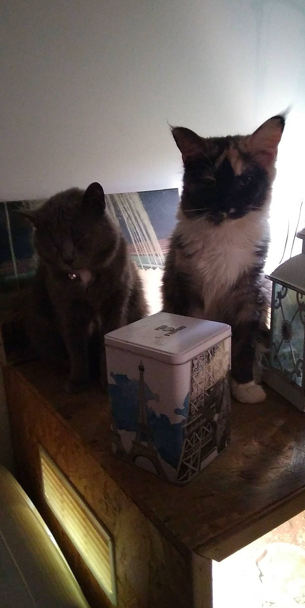 Sweety De Glencoé participe au concours pour gagner de l'argent avec cette photo : box, cardboard, carnivore, cat, darkness, domestic_short_haired_cat, felidae, fur, grey, hardwood, home_appliance, night, packaging_and_labeling, publication, room, sky, small_to_medium_sized_cats, tail, whiskers, wood