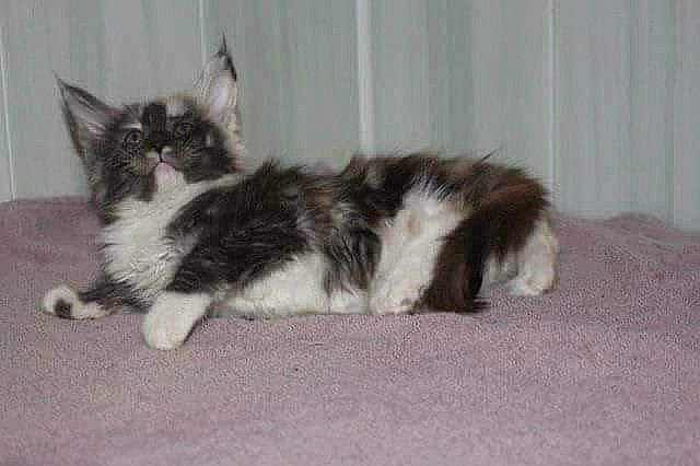 Sweety De Glencoé participe au concours pour gagner de l'argent avec cette photo : canidae, carnivore, cat, claw, comfort, dog_breed, domestic_short_haired_cat, felidae, flooring, fur, hardwood, paw, small_to_medium_sized_cats, tail, terrestrial_animal, whiskers