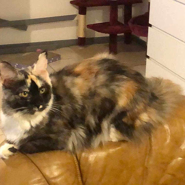 Sweety De Glencoé