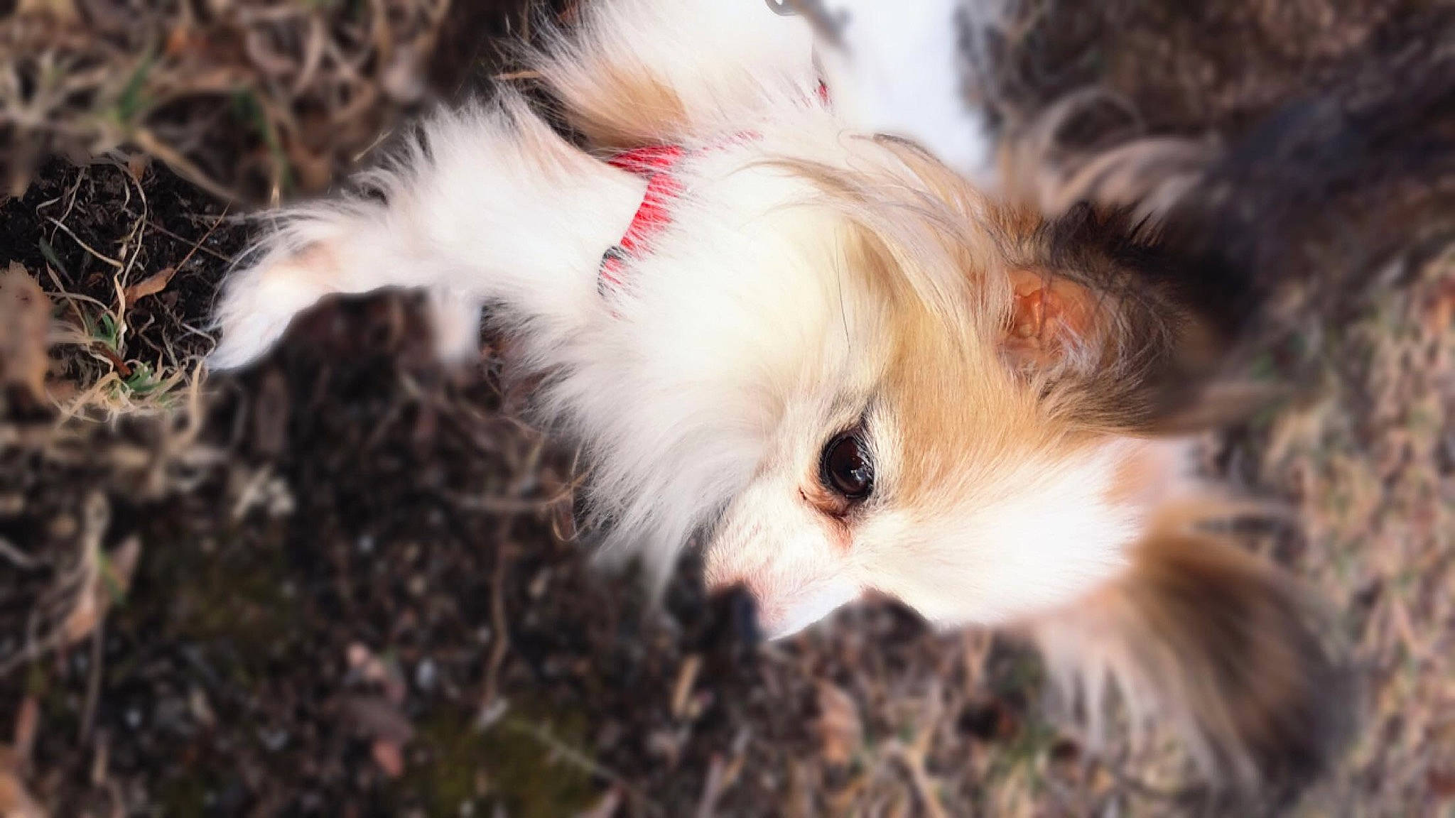 Valerie is registered to the contest to win money with this photo: canidae, carnivore, companion_dog, dog, dog_breed, fur, guinea_pig, japanese_chin, puppy, rodent, whiskers