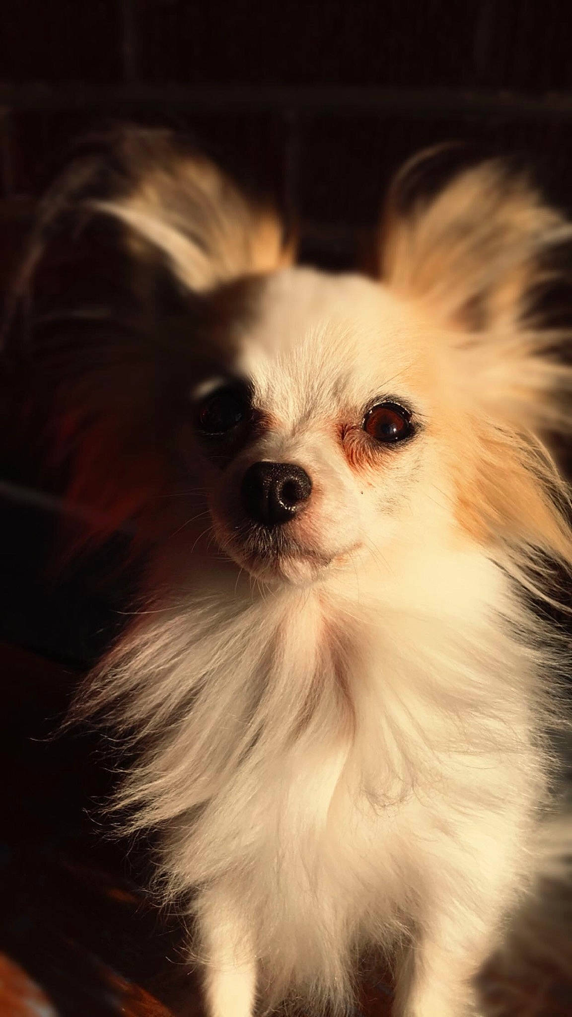 Valerie joined the competition — help win amazing prizes! black_and_white, canidae, carnivore, companion_dog, dog, dog_breed, ear, eye, fur, head, mammal, nose, papillon, photography, pomeranian, puppy, snout, sporting_group, toy_dog, whiskers