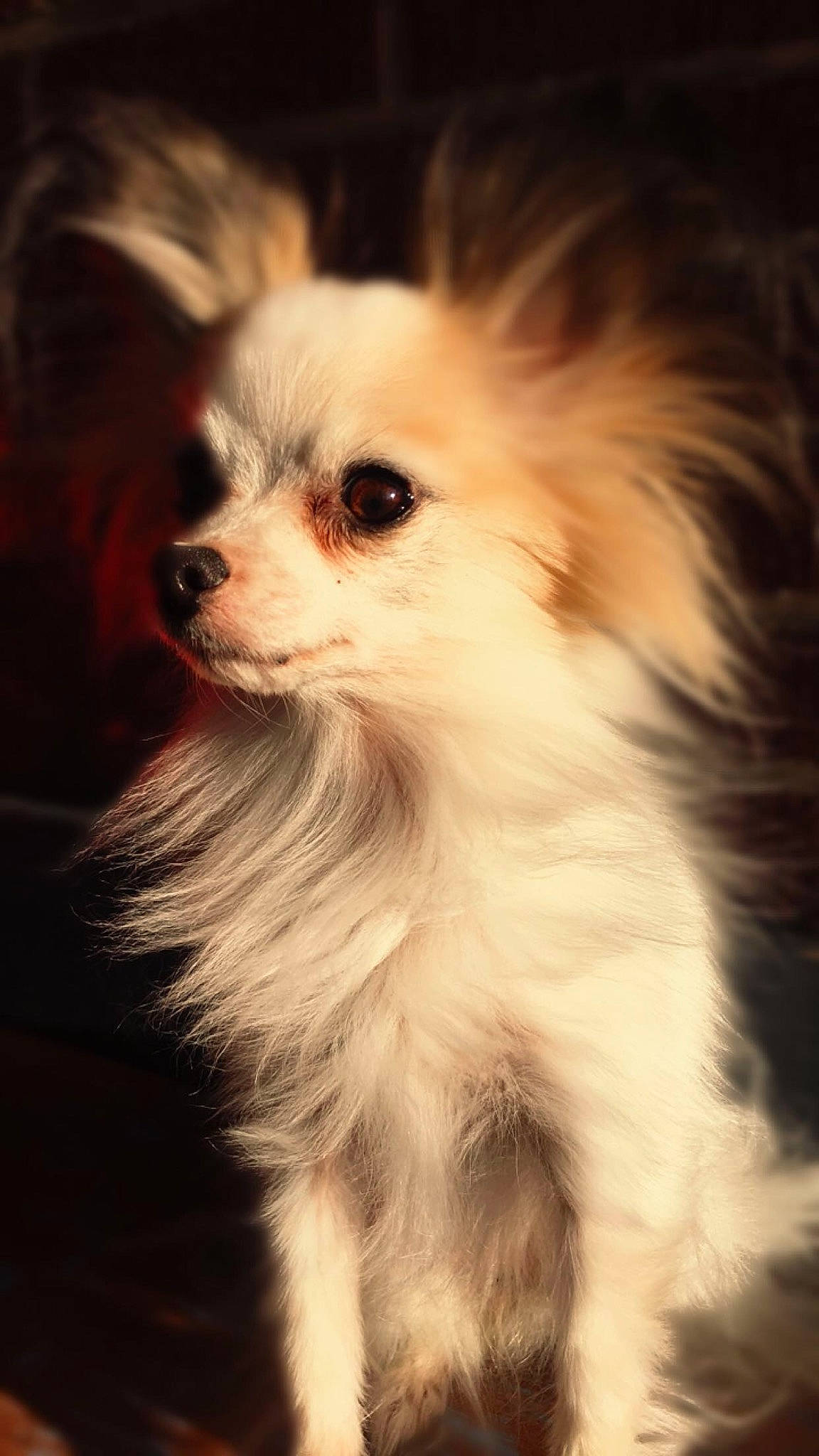 Valerie joined the competition — help win amazing prizes! black_and_white, canidae, carnivore, companion_dog, dog, dog_breed, ear, fur, mammal, papillon, pomeranian, puppy, snout, toy_dog, whiskers