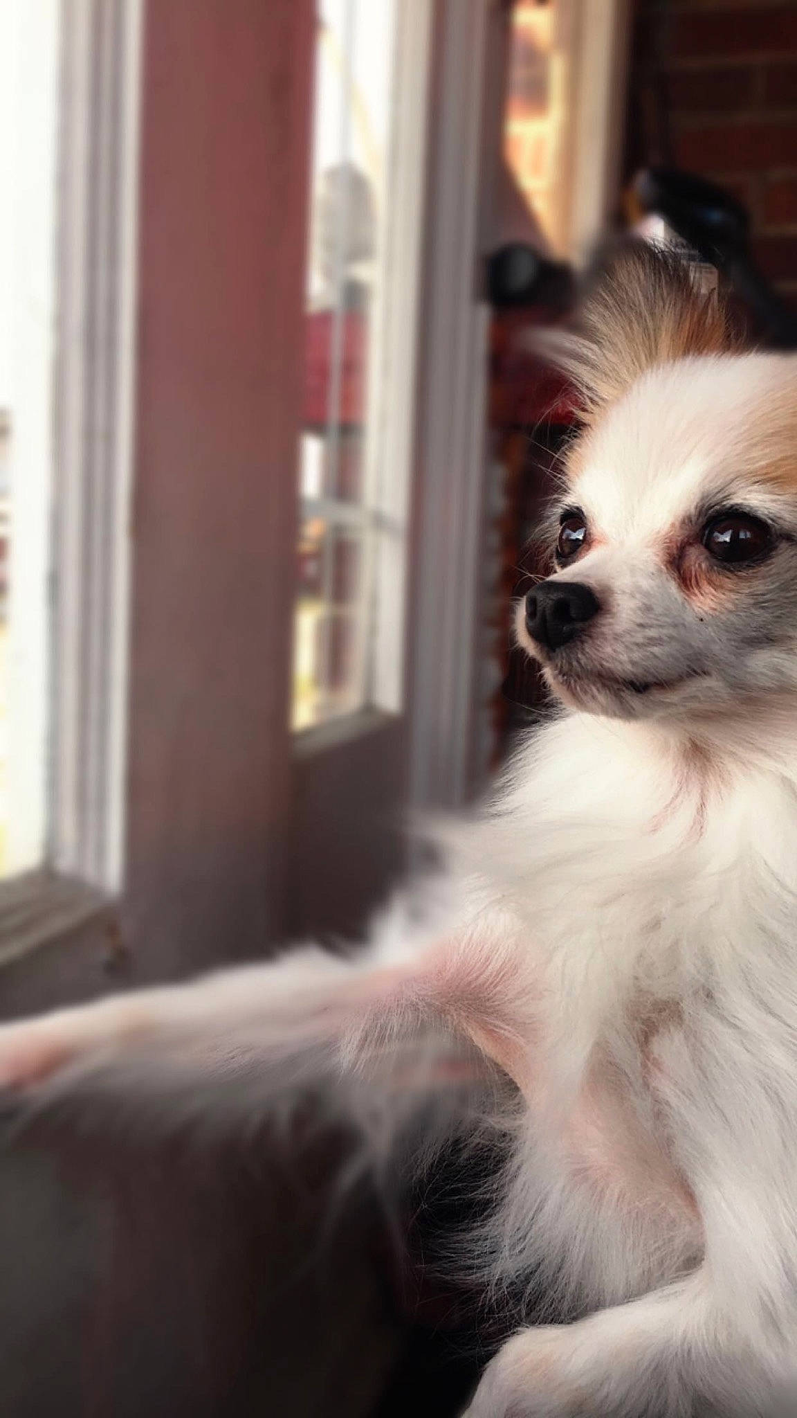 Valerie is registered to the contest to win money with this photo: canidae, carnivore, chinese_crested_dog, companion_dog, dog, dog_breed, fawn, mammal, phalene, pomeranian, puppy, snout, toy_dog, vertebrate, whiskers