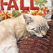 Luna joined the competition — help win amazing prizes! animal, autumn, blanket, brown, cat, cozy, cream, cute, decorative, fall, fur, home, indoor, knitted, orange, pet, pillow, relaxed, resting, sleeping