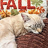 animal, autumn, blanket, brown, cat, cozy, cream, cute, decorative, fall, fur, home, indoor, knitted, orange, pet, pillow, relaxed, resting, sleeping