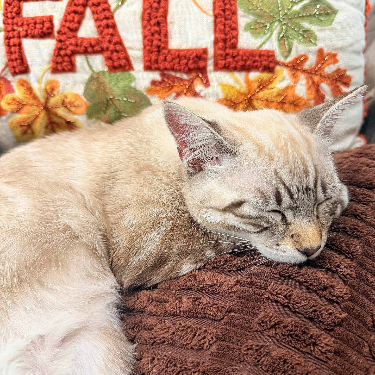 Luna joined the competition — help win amazing prizes! animal, autumn, blanket, brown, cat, cozy, cream, cute, decorative, fall, fur, home, indoor, knitted, orange, pet, pillow, relaxed, resting, sleeping