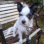 Hachi joined the competition — help win amazing prizes! dog, outdoor, chair, leaves, pet, animal, black_and_white, fur, ears, collar, leash, grass, nature, seat, canine, cute, curious, sitting, daylight, garden