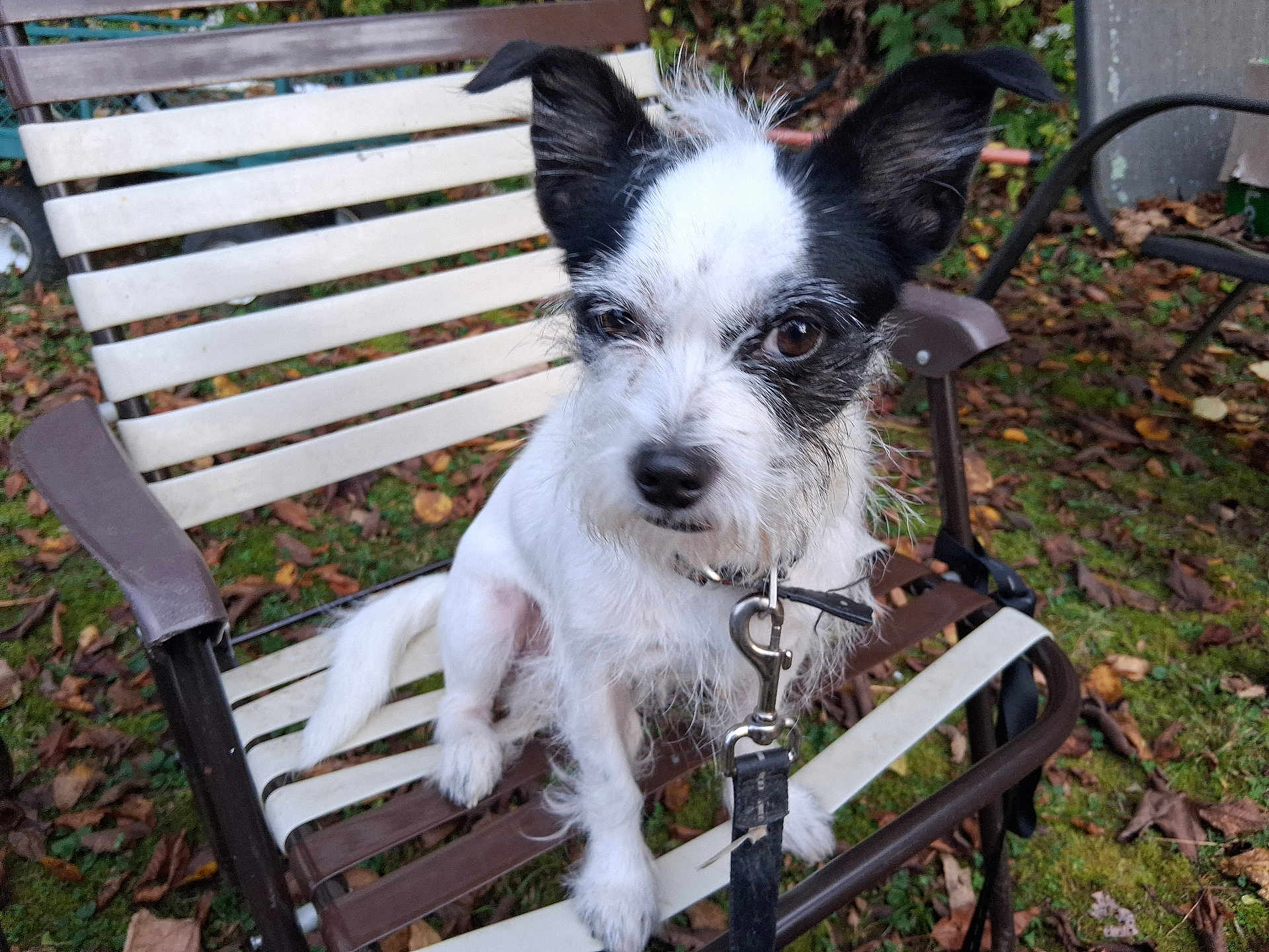 Hachi joined the competition — help win amazing prizes! dog, outdoor, chair, leaves, pet, animal, black_and_white, fur, ears, collar, leash, grass, nature, seat, canine, cute, curious, sitting, daylight, garden