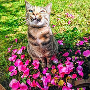 Lilôo participe au concours pour gagner de l'argent avec cette photo : cat, tabby, flower_petals, pink_flowers, grass, outdoor, nature, pet, animal, garden, greenery, curious, sitting, daylight, whiskers, fur, closeup, cute, ground, sunlight