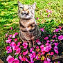 cat, tabby, flower_petals, pink_flowers, grass, outdoor, nature, pet, animal, garden, greenery, curious, sitting, daylight, whiskers, fur, closeup, cute, ground, sunlight