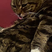 Cracotte participe au concours pour gagner de l'argent avec cette photo : cat, tabby, white_paws, licking, pet, feline, fur, whiskers, close_up, indoor, resting, animal, cute, texture, pattern, relaxed, portrait, household, maroon_background, paw