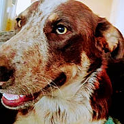 Ruger joined the competition — help win amazing prizes! animal, brown, canine, close_up, dog, domestic_animal, expression, eye, face, friendly, fur, indoor, looking_away, mouth, pet, portrait, snout, teeth, whiskers, white